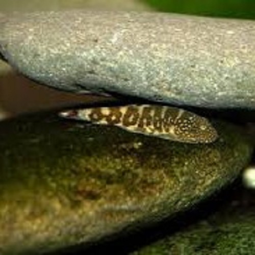 Gastromyzon zebrinus